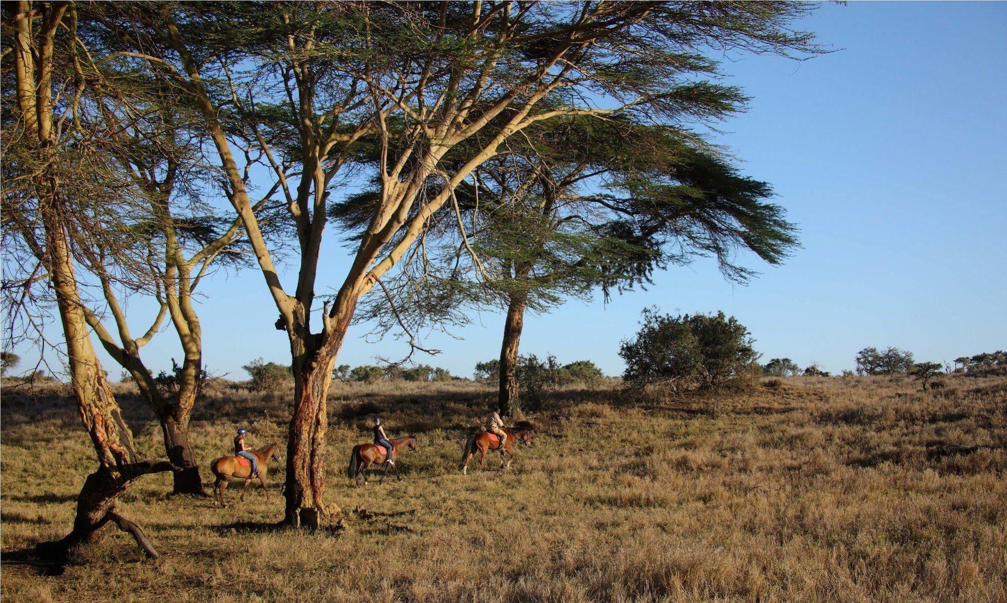 Elewana Lewa Safari Camp 호텔 Timau 외부 사진